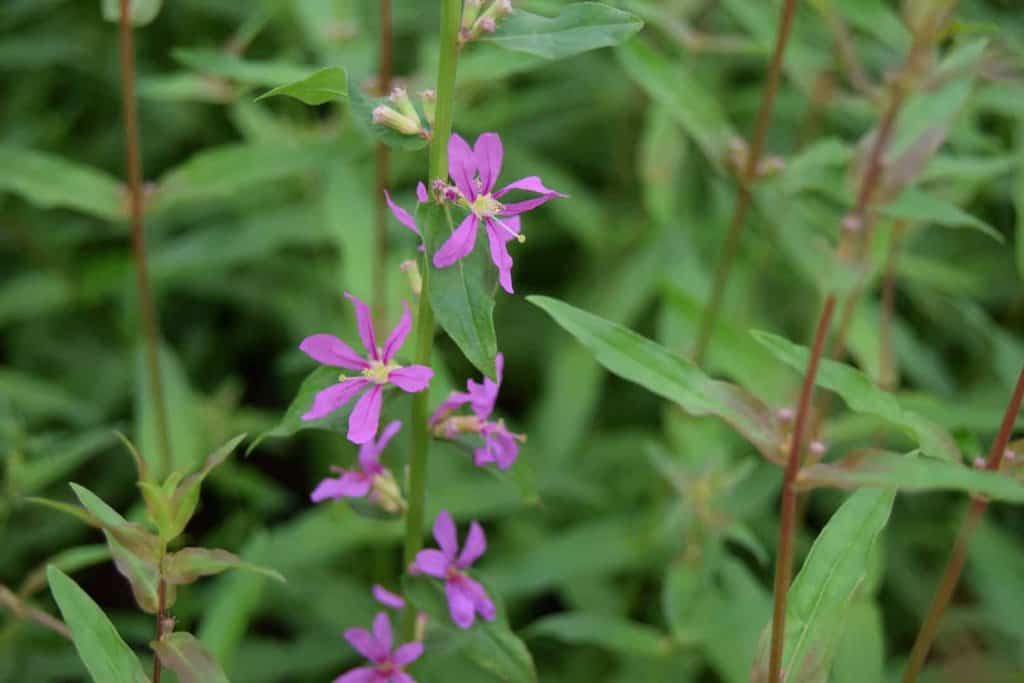 Lythrum virgatum 'Dropmore Purple' <span class="hidden specialOffer"></span> ---
